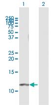 Anti-GNG11 Mouse Polyclonal Antibody