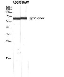 Western blot analysis of AD293 RAW using Anti-gp91-phox Antibody