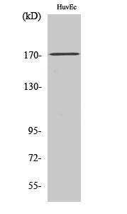 Western blot analysis of K562 cells using Anti-Collagen V alpha3 Antibody