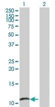 Anti-MRPL48 Mouse Polyclonal Antibody