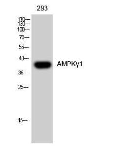 Western blot analysis of 293 cells using Anti-PRKAG1 Antibody