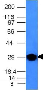 Western blot analysis of human spleen lysate using Anti-Kappa Light Chain Antibody [KLC264]