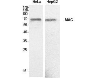 Western blot analysis of HeLa, HepG2 cells using Anti-MAG Antibody