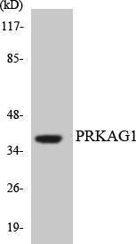 Western blot analysis of the lysates from HT 29 cells using Anti-PRKAG1 Antibody