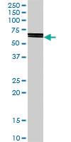 Anti-PI4KAP2 Rabbit Polyclonal Antibody