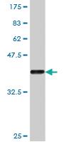 Anti-BCAS2 Mouse Monoclonal Antibody [clone: 1A3]