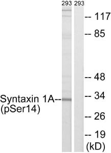 Anti-Syntaxin 1a Rabbit Polyclonal Antibody