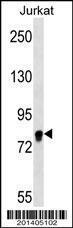 Anti-EIF4B Mouse Monoclonal Antibody (FITC (Fluorescein Isothiocyanate)) [clone: 355CT12.6.5]