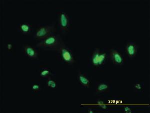 Anti-ITFG2 Mouse Monoclonal Antibody [clone: 3D7]