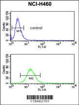 Anti-NEDD4 Rabbit Polyclonal Antibody