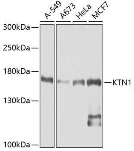 Western blot analysis of extracts of various cell lines, using Anti-KTN1 Antibody (A5879) at 1:1,000 dilutio