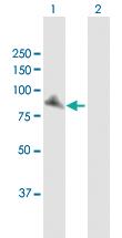 Anti-XRCC1 Rabbit Polyclonal Antibody