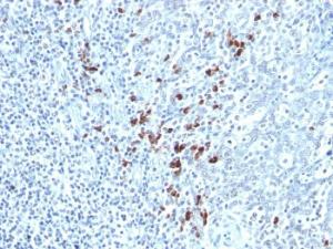 Immunohistochemical analysis of formalin-fixed, paraffin-embedded human tonsil using Anti-Kappa Light Chain Antibody [KLC264]