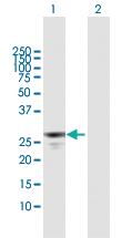 Anti-APOBEC2 Mouse Polyclonal Antibody