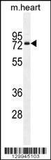 Anti-OTOP1 Rabbit Polyclonal Antibody (Biotin)