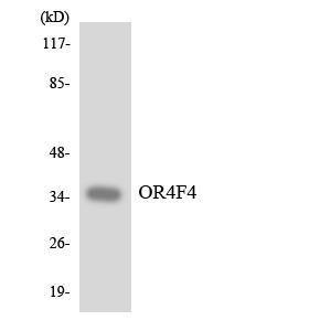 Western blot analysis of the lysates from HeLa cells using Anti-OR4F4 Antibody