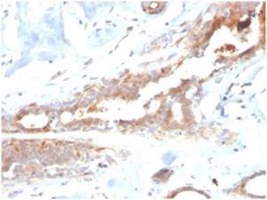 Anti-Lactoferrin Mouse Monoclonal Antibody [clone: LTF/4082]