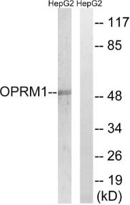 Anti-Mu Opioid Receptor Rabbit Polyclonal Antibody