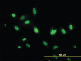 Anti-ITFG2 Mouse Monoclonal Antibody [clone: 3D7]