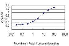 Anti-MAPKAPK2 Mouse Monoclonal Antibody [clone: 2B3]