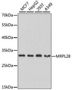 Western blot analysis of extracts of various cell lines, using Anti-MRPL28 Antibody (A9764) at 1:1000 dilution