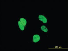 Anti-RAX Mouse Monoclonal Antibody [clone: 3G8]