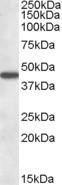 Anti-AADAT Antibody (A83738) (1 µg/ml) staining of Human Liver lysate (35 µg protein in RIPA buffer). Primary incubation was 1 hour. Detected by chemiluminescence