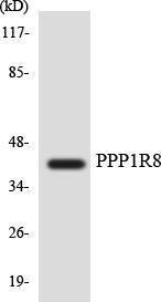 Western blot analysis of the lysates from HUVEC cells using Anti-PPP1R8 Antibody