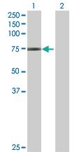 Anti-GNL1 Mouse Polyclonal Antibody