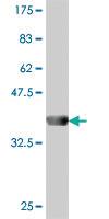 Anti-MYO1D Mouse Polyclonal Antibody