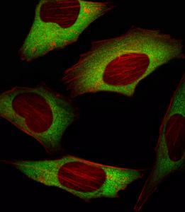 Anti-EIF4E Mouse Monoclonal Antibody (APC (Allophycocyanin)) [clone: 163CT48.1.9]