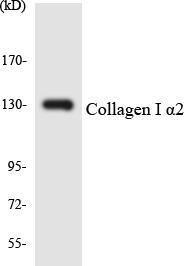 Western blot analysis of the lysates from 293 cells using Anti-Collagen I alpha2 Antibody