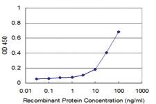 Anti-ITFG2 Mouse Monoclonal Antibody [clone: 3D7]