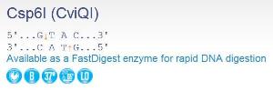 FERMER0211 - ENZYME CSP6I 1500 UNITS