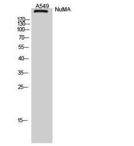 Anti-NUMA1 antibody