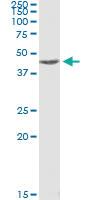 Anti-MAPKAPK2 Mouse Monoclonal Antibody [clone: 1F9]