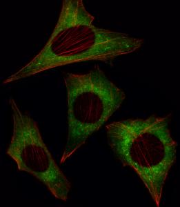 Anti-MOB1B Rabbit Polyclonal Antibody