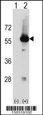 Anti-STK3 Rabbit Polyclonal Antibody (FITC (Fluorescein Isothiocyanate))