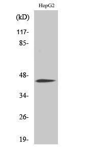 Anti-CEBP Alpha Rabbit Polyclonal Antibody