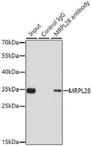 Immunoprecipitation analysis of 200 µg extracts of 293T cells using 1 µg of Anti-MRPL28 Antibody (A9764). This Western blot was performed on the immunoprecipitate using Anti-MRPL28 Antibody (A9764) at a dilution of 1:1000