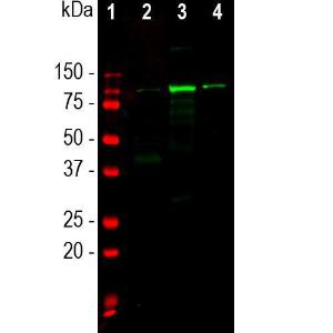 Anti-ALDH1L1 Rabbit Polyclonal Antibody