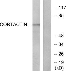 Western blot analysis of lysates from HeLa cells, treated with H2O2 using Anti-Cortactin Antibody. The right hand lane represents a negative control, where the antibody is blocked by the immunising peptide