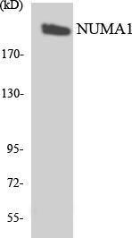 Antibody anti-NUMA1 A99617-100 100 µg