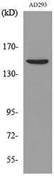 Western blot analysis of lysate from AD293 cells using Anti-PNPLA6 Antibody