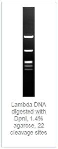 FERMER1701 - ENZYME DPNI 500 UNITS