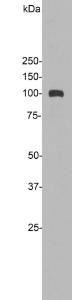 Anti-ALDH1L1 Rabbit Polyclonal Antibody