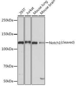 Western blot analysis of extracts of various cell lines, using Anti-Notch1 Antibody [ARC0285] (A306313) at 1:1,000 dilution