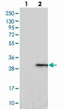 Anti-C1ORF109 Rabbit Polyclonal Antibody