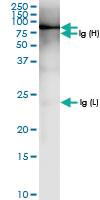 Anti-SNX9 Rabbit Polyclonal Antibody