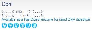 FERMER1701 - ENZYME DPNI 500 UNITS